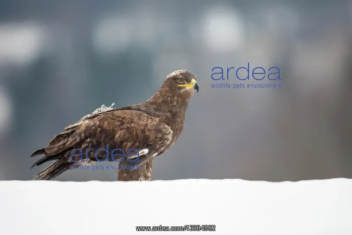 : Steppe Eagle : Steppe Eagle