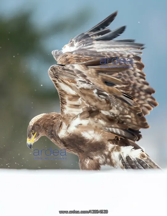 : Steppe Eagle : Steppe Eagle