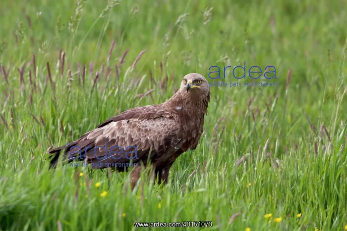 : Steppe Eagle : Steppe Eagle