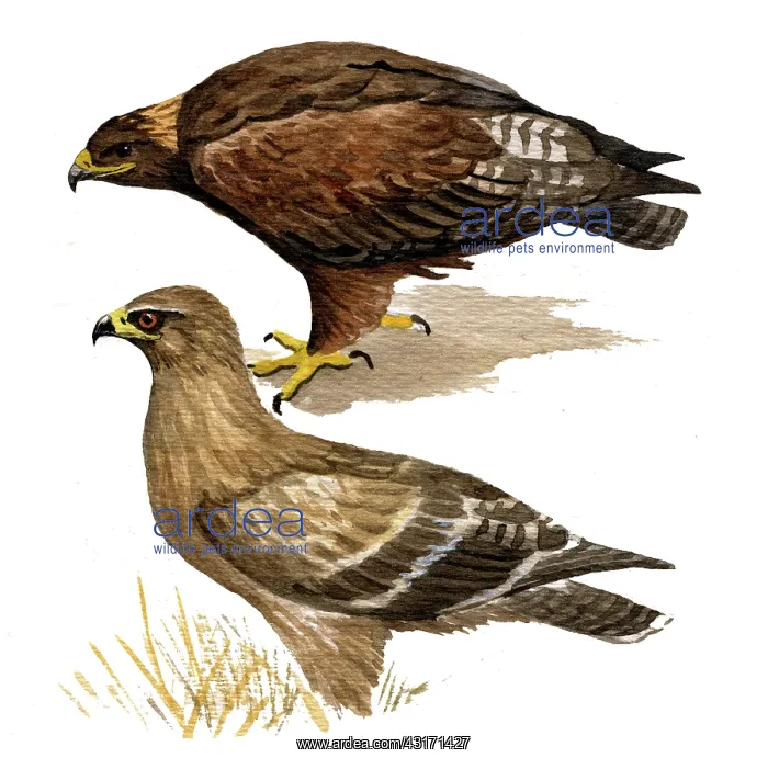 : Steppe Eagle : Steppe Eagle
