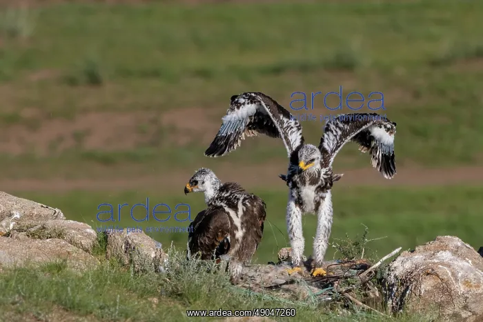 : Steppe eagle : Steppe eagle
