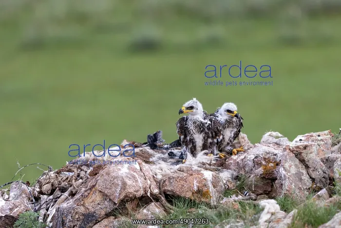 : Steppe eagle : Steppe eagle