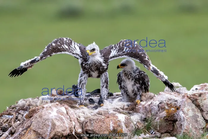 : Steppe eagle : Steppe eagle