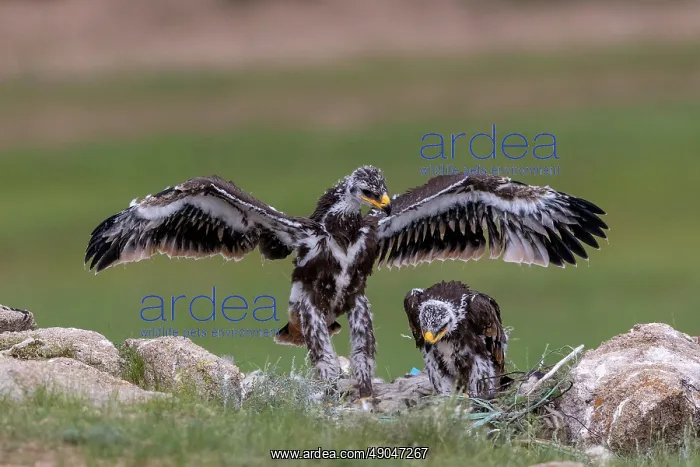 : Steppe eagle : Steppe eagle