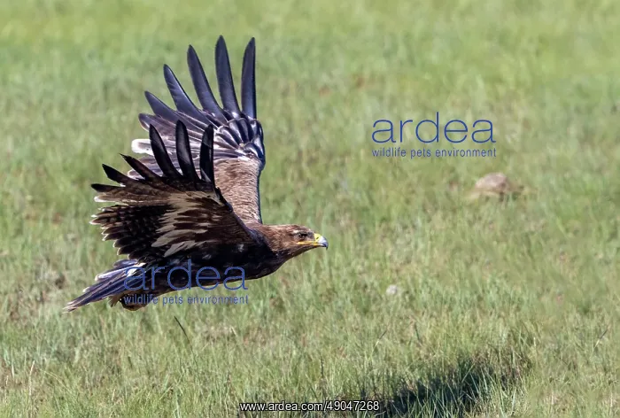 : Steppe eagle : Steppe eagle