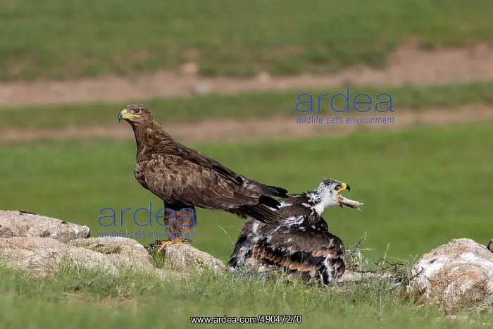 : Steppe eagle : Steppe eagle