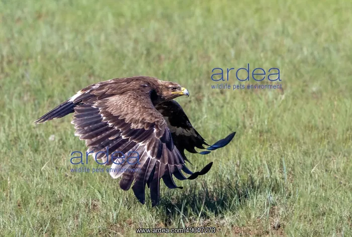 : Steppe eagle : Steppe eagle
