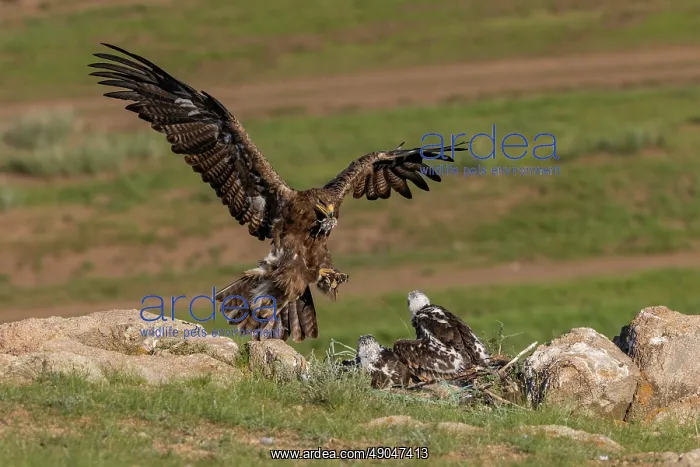 : Steppe eagle : Steppe eagle