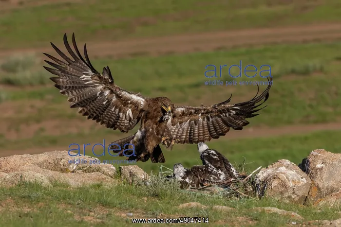 : Steppe eagle : Steppe eagle