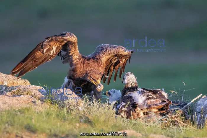 : Steppe eagle : Steppe eagle