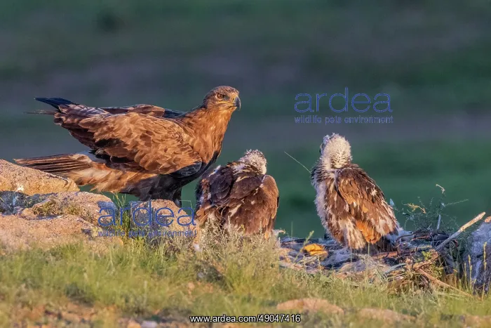 : Steppe eagle : Steppe eagle