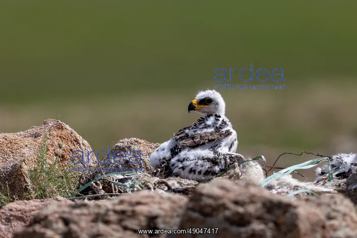 : Steppe eagle : Steppe eagle