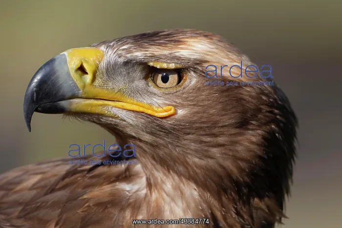 : Steppe eagle (Aquila nipalensis) adult bird animal head port : Steppe eagle (Aquila nipalensis) adult bird animal head port