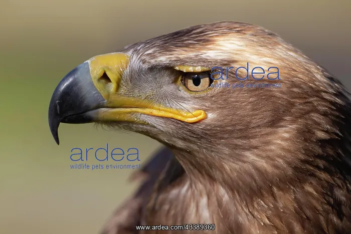  : Steppe eagle (Aquila nipalensis) adult bird head