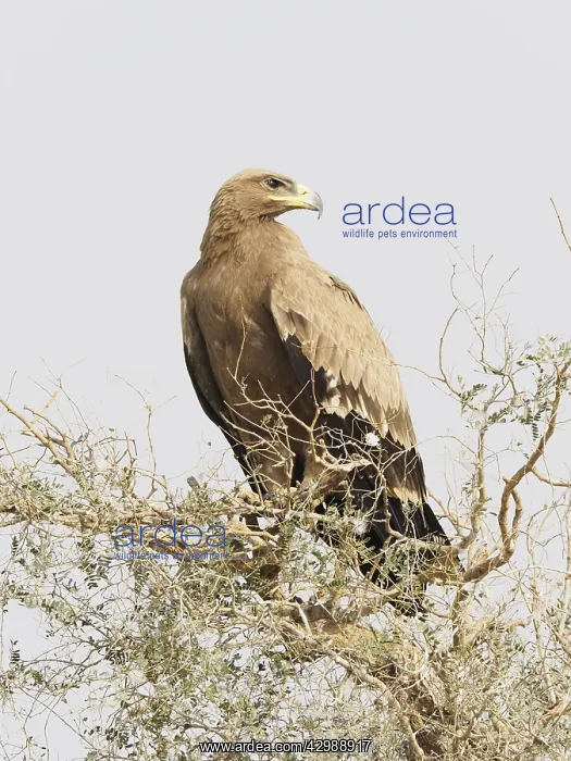 : Steppe Eagle Aquila nipalensis Rajasthan, India BI031910 : Steppe Eagle Aquila nipalensis Rajasthan, India BI031910