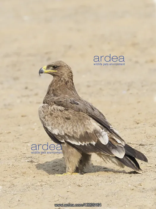 : Steppe Eagle Aquila nipalensis Rajasthan, India BI031913 : Steppe Eagle Aquila nipalensis Rajasthan, India BI031913