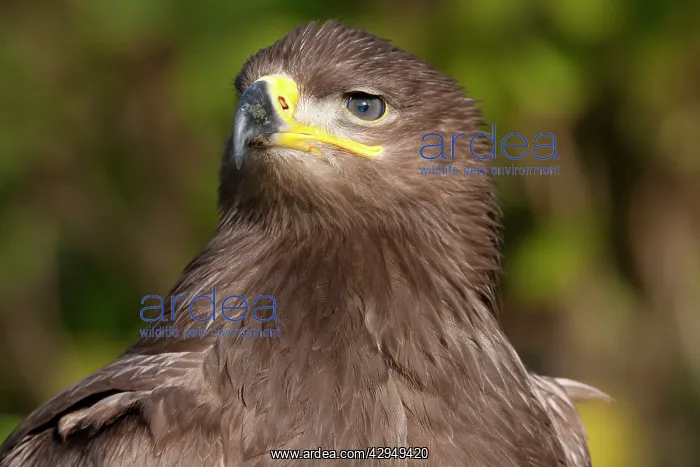 : Steppe Eagle - close up of single immature bird : Steppe Eagle - close up of single immature bird