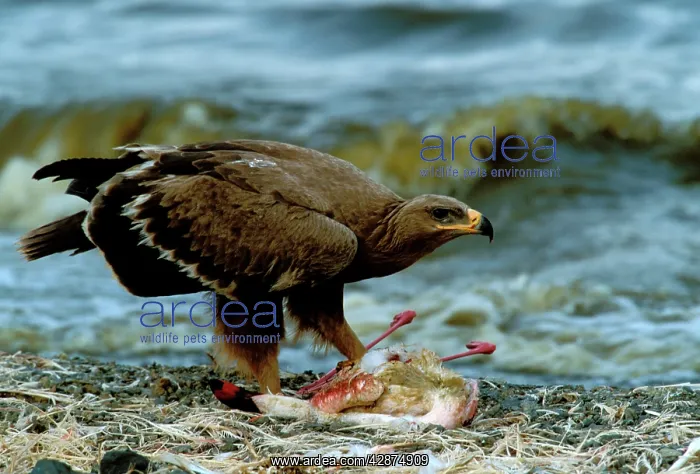 : Steppe Eagle eating Lesser Flamingo (Phoenicopterus minor) : Steppe Eagle eating Lesser Flamingo (Phoenicopterus minor)