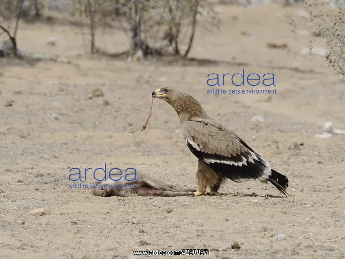 : Steppe Eagle - feeding on dead pig Aquila nipalensis : Steppe Eagle - feeding on dead pig Aquila nipalensis
