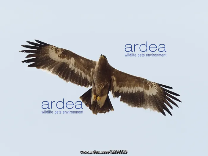 : Steppe Eagle - in flight Aquila nipalensis Rajasthan : Steppe Eagle - in flight Aquila nipalensis Rajasthan