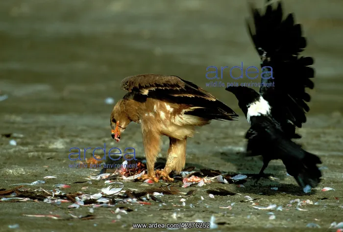 : Steppe Eagle and Pied Crow (Corvus albus) feeding : Steppe Eagle and Pied Crow (Corvus albus) feeding