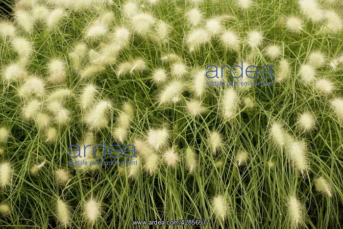 : steppe grass : steppe grass