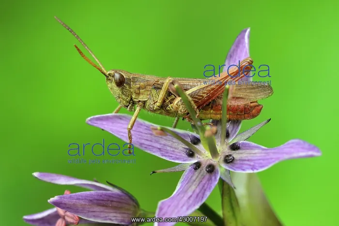 : Steppe Grasshopper male on felwort (Swertia perennis) : Steppe Grasshopper male on felwort (Swertia perennis)