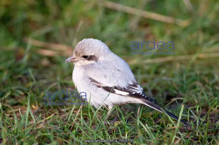 : Steppe Grey Shrike - on ground : Steppe Grey Shrike - on ground