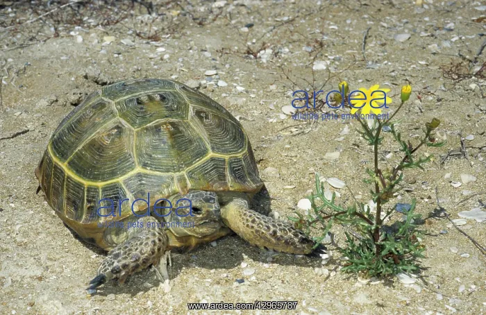 : Steppe / Horsfield's Tortoise - active during day : Steppe / Horsfield's Tortoise - active during day
