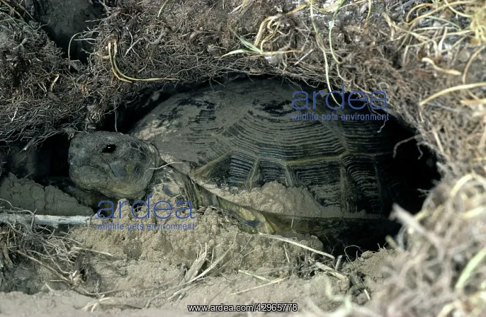 : Steppe / Horsfield's Tortoise - burrows for shelter : Steppe / Horsfield's Tortoise - burrows for shelter