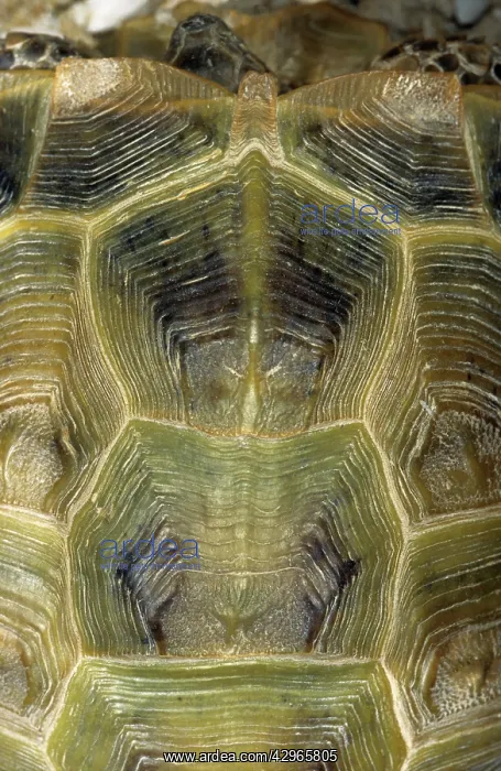 : Steppe / Horsfield's Tortoise carapace from above : Steppe / Horsfield's Tortoise carapace from above