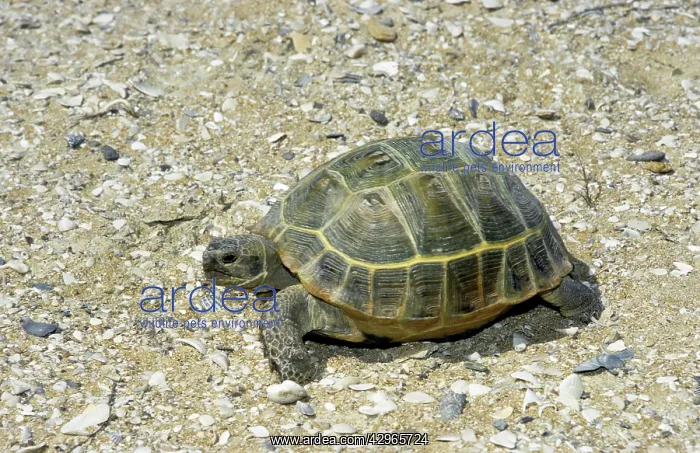: Steppe / Horsfield's Tortoise - desert : Steppe / Horsfield's Tortoise - desert
