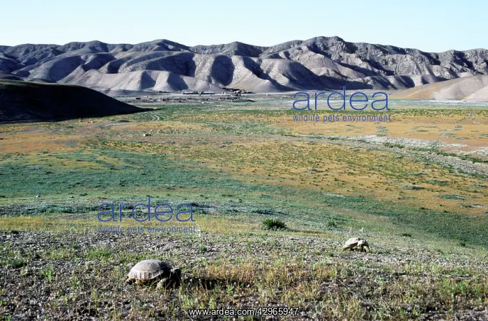 : Steppe / Horsfield's Tortoise's graze : Steppe / Horsfield's Tortoise's graze