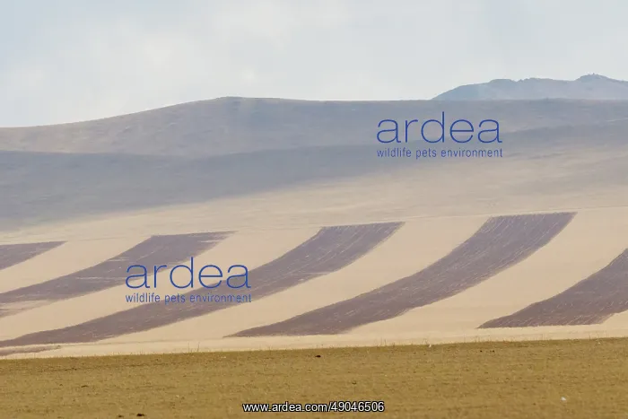 : STEPPE HUSTAI : STEPPE HUSTAI