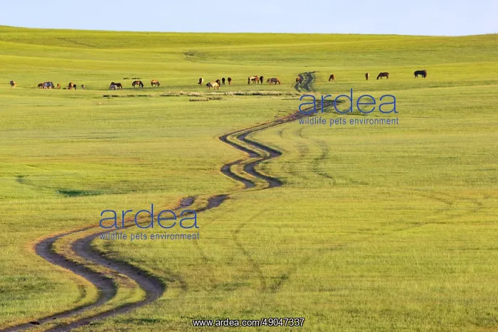 : Steppe in Mongolia : Steppe in Mongolia