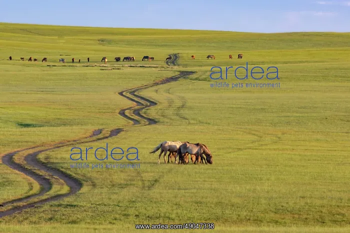 : Steppe in Mongolia : Steppe in Mongolia
