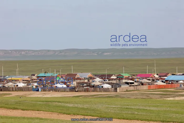 : Steppe in Mongolia : Steppe in Mongolia
