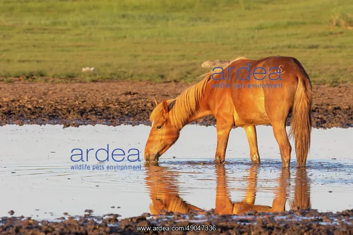 : Steppe in Mongolia, horse in a pond : Steppe in Mongolia, horse in a pond