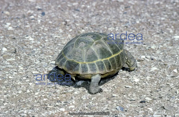 : Steppe Tortoise : Steppe Tortoise