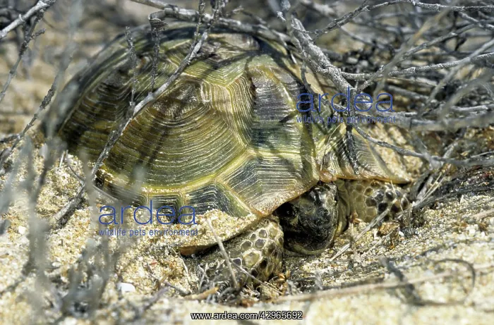 : Steppe Tortoise - emerges from an overnight shelter : Steppe Tortoise - emerges from an overnight shelter