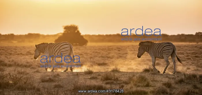 : Steppe zebra (Equus quagga), in dry savannah : Steppe zebra (Equus quagga), in dry savannah