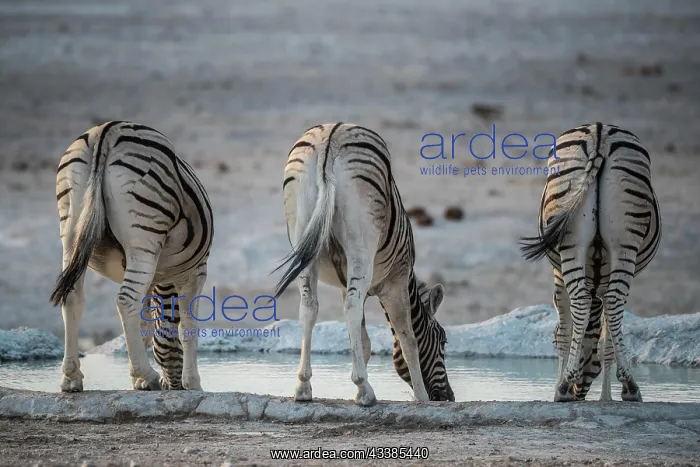 : Steppe zebras (Equus burchelli) drinking at a waterhole : Steppe zebras (Equus burchelli) drinking at a waterhole