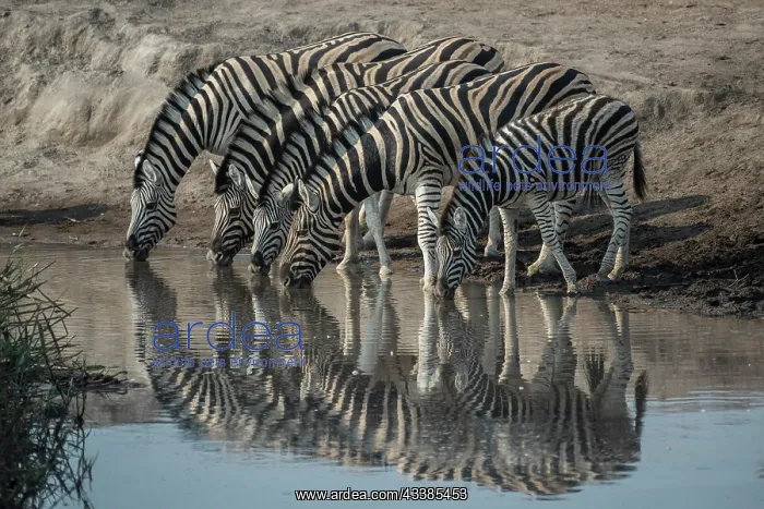 : Steppe zebras (Equus burchelli) drinking at a waterhole : Steppe zebras (Equus burchelli) drinking at a waterhole