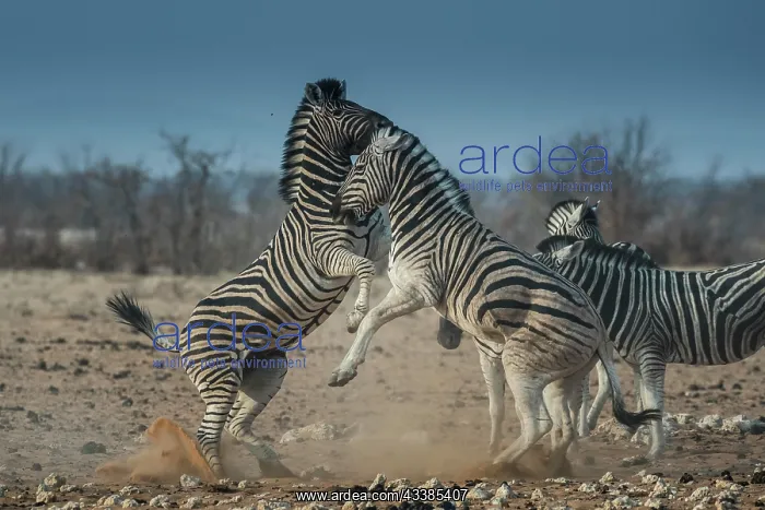 : Steppe zebras (Equus burchelli) fighting, Etosha : Steppe zebras (Equus burchelli) fighting, Etosha
