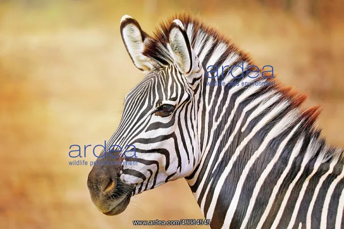 : Steppenzebra (Equus quagga), Sad-Luangwa-Nationalpark