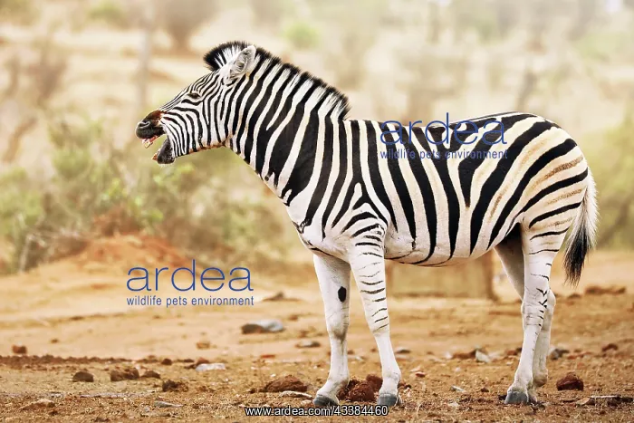 : Steppenzebra g : Steppenzebra g