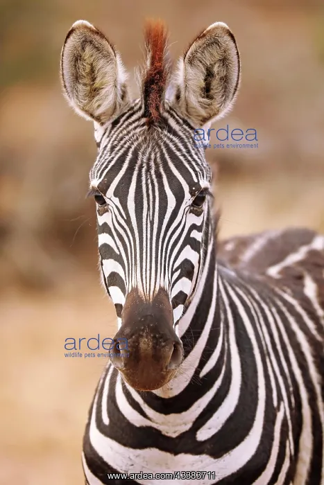 : Steppenzebra, S : Steppenzebra, S