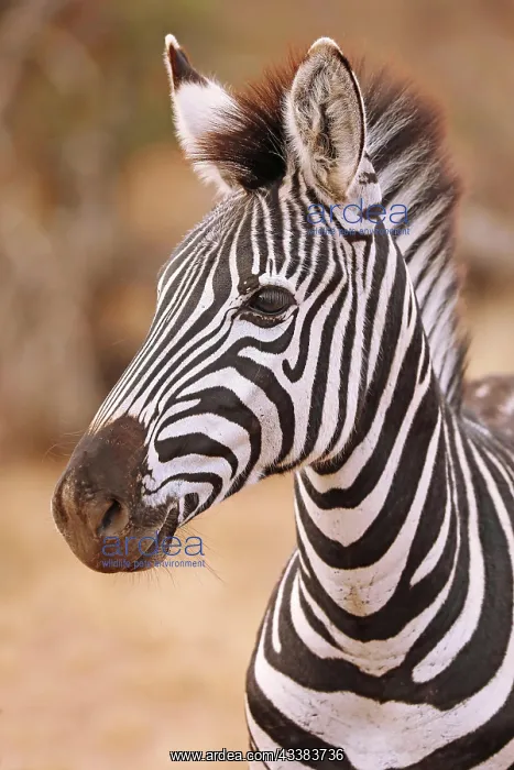 : Steppenzebra, S : Steppenzebra, S