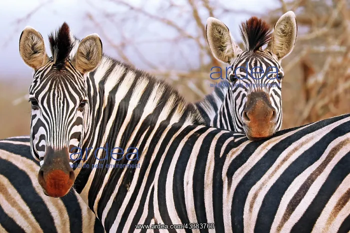: Steppenzebras, S : Steppenzebras, S