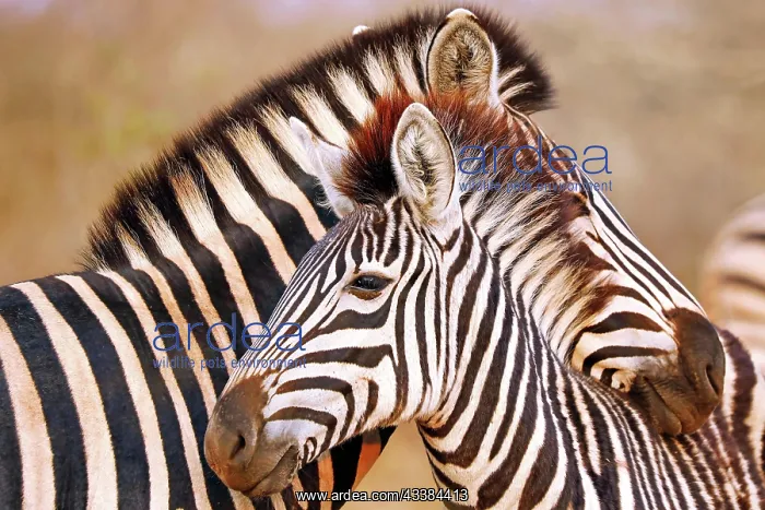 : Steppenzebras, S : Steppenzebras, S